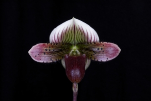 Paphiopedilum Voodoo Jewel Pink Flame HCC/AOS 76 pts.